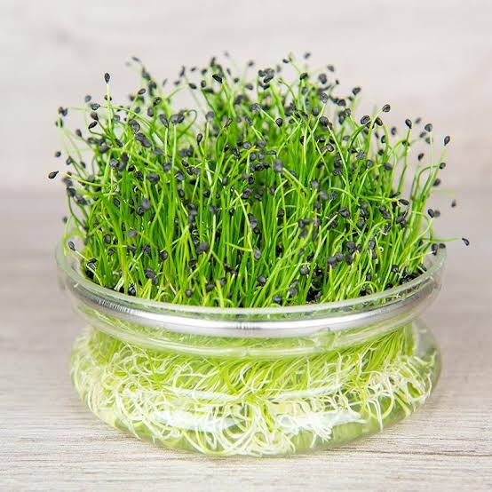 Chives Medium Leaf herb microgreen seeds for growing fresh green chive microgreens