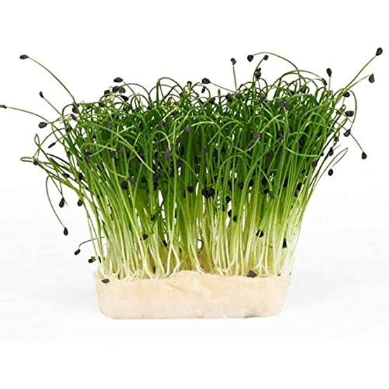 Chives Medium Leaf herb microgreen seeds for growing fresh green chive microgreens
