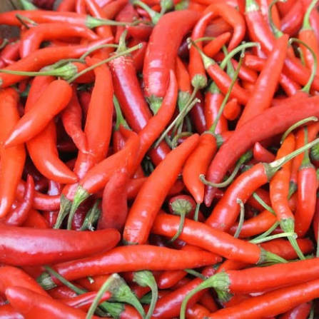 Medium Red Dry Pepper Seeds – Hot Red Dry Pepper Garden Variety