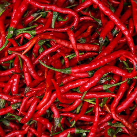 Medium Red Dry Pepper Seeds – Hot Red Dry Pepper Garden Variety