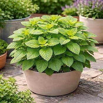 Lemon Balm Herb Microgreen Seeds with fresh green lemon balm microgreens