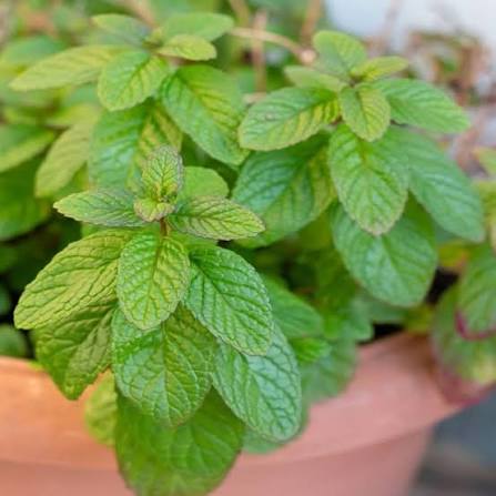 Mint Herb Microgreen Seeds with fresh green mint microgreens