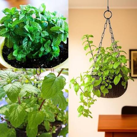 Mint Herb Microgreen Seeds with fresh green mint microgreens