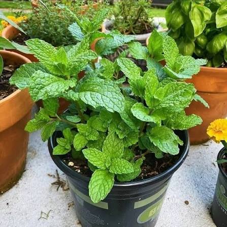 Mint Herb Microgreen Seeds with fresh green mint microgreens