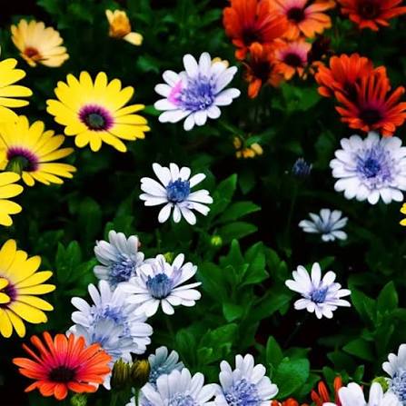 Osteospermum Ecklonis Mixed African Daisy seeds for planting
