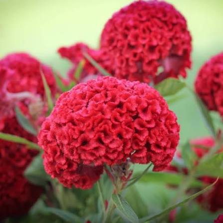 Celosia Cristata Nana Cockscomb Mixed Flower Seeds for Planting – Heirloom Garden Flowers