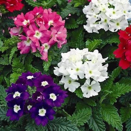 Verbena Ideal Florist Mixed flower seeds producing colorful blooms in the garden