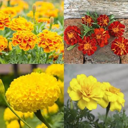 French Gulzafri Mix Marigold flower seeds for planting