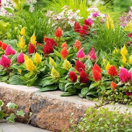 Celosia Plumosa Mix Flower Seeds for Planting – Heirloom Colorful Garden Flowers
