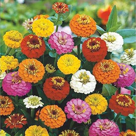 Zinnia Lilliput Mixed flower seeds producing colorful compact blooms