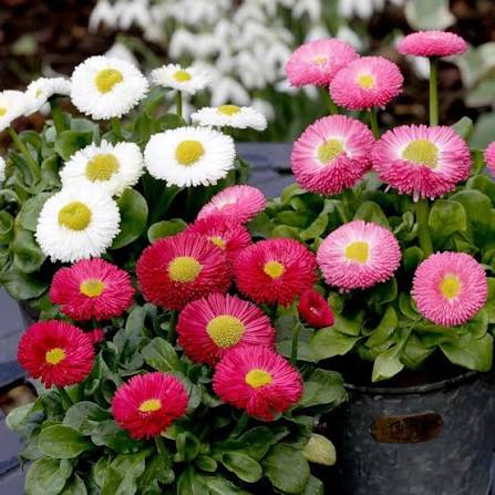 Bellis perennis Monstrosa Double Mixed English Daisy flower seeds