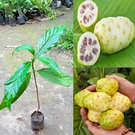 Cheese Fruit Seeds for growing Morinda citrifolia Indian mulberry tropical fruit trees