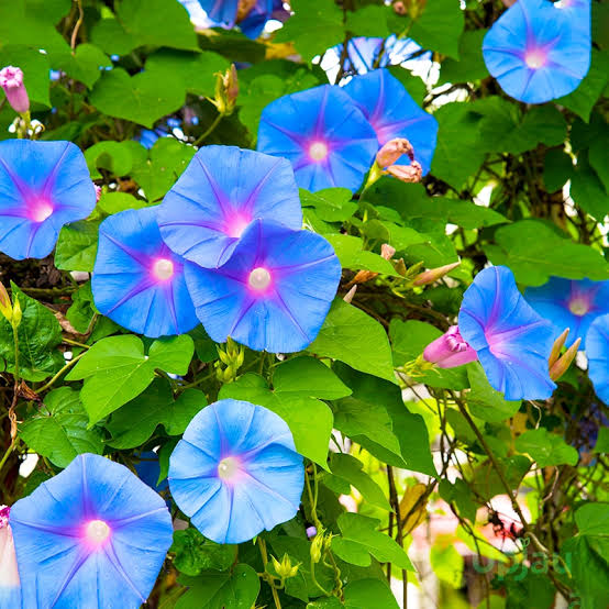 Blue Ipomea Morning Glory flower seeds for planting