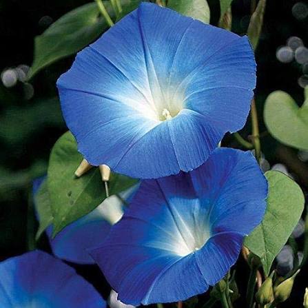 Blue Ipomea Morning Glory flower seeds for planting