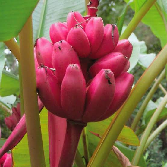 Dwarf Pink Banana Seeds for growing Musa velutina velvet pink flowering fruit plants