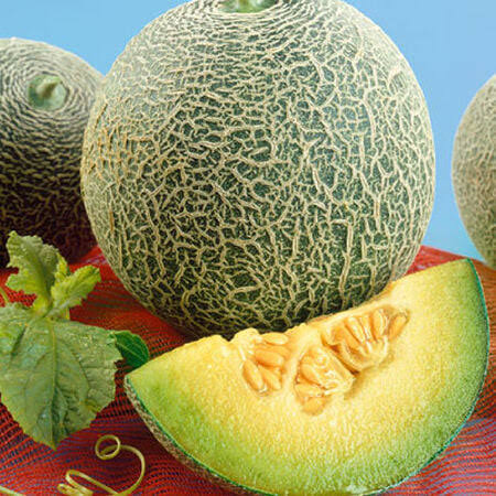 Netted Muskmelon Seeds – Sweet Garden Fruit Melon Variety