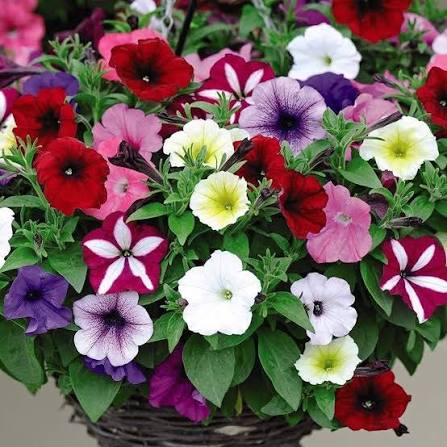 Petunia Hybrida Nana Compacta Mix flower seeds for planting