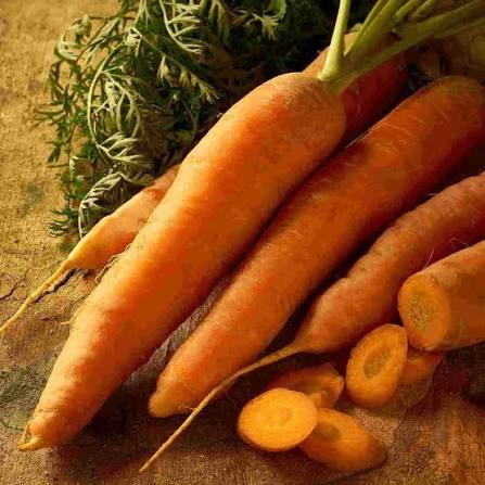Nantes Carrot Seeds – French Carrot Variety for Growing Sweet Orange Carrots