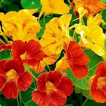 Tropaeolum majus Nanum Variegated Mixed nasturtium flowers and variegated foliage