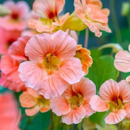 Jewels of Africa Tropaeolum Majus Nanum nasturtium seeds with bold mixed-color flowers