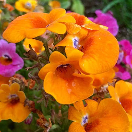 Nemesia Strumosa Triumph Mixed flower seeds for planting