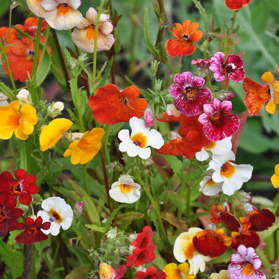 Nemesia Strumosa Carnival Mix flower seeds for planting