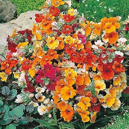 Nemesia Strumosa Triumph Mixed flower seeds for planting