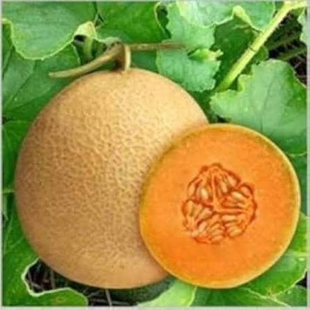 Netted Muskmelon Seeds – Sweet Garden Fruit Melon Variety