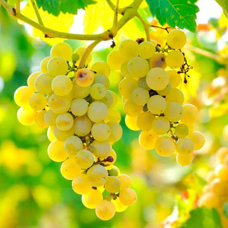 Green Grape Seeds for growing heirloom Non-GMO sweet fruit grape vines