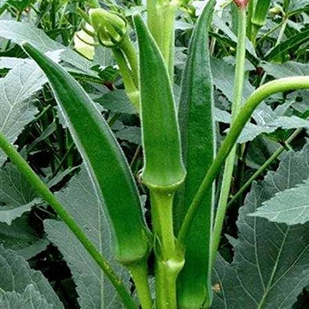 Winter Okra Seeds – Green Okra Garden Vegetable Variety