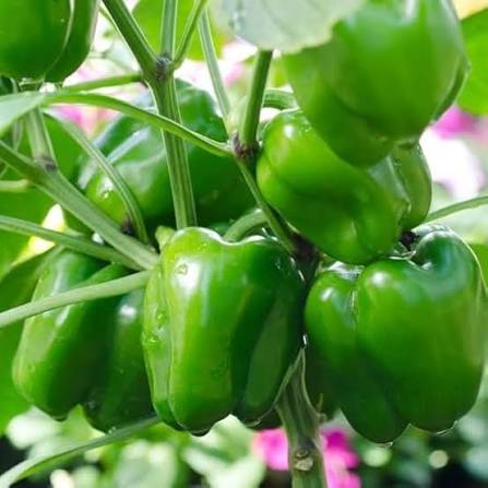 Green Sweet Pepper Seeds open field variety for home garden planting