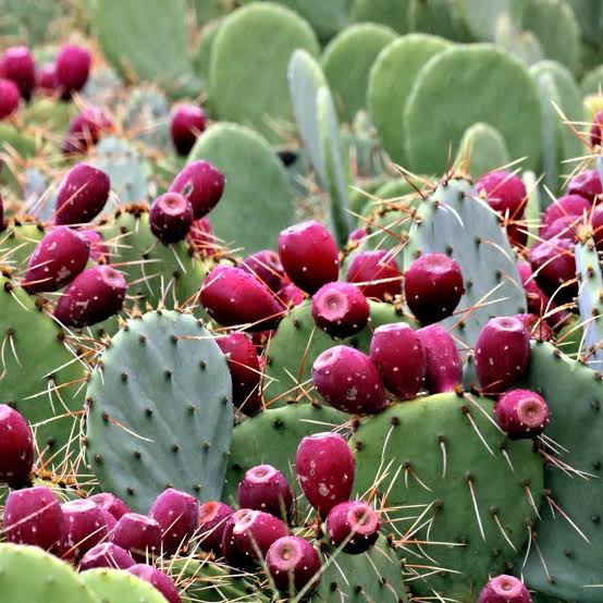 Prickly Pear Cactus Seeds for growing Opuntia ficus-indica edible fruit cactus plants