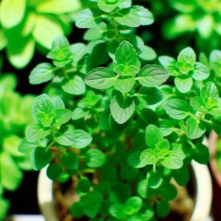 Oregano Herb Microgreen Seeds with delicate fresh green oregano microgreens