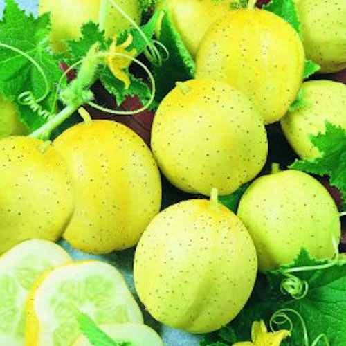 Organic Lemon Cucumber Seeds for growing heirloom round yellow cucumbers