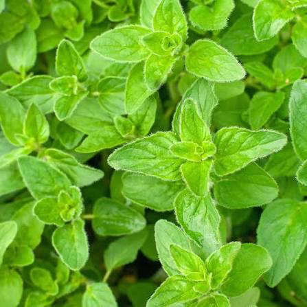 Oregano Herb Microgreen Seeds with delicate fresh green oregano microgreens