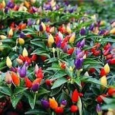 Ornamental Pointed Mixed Chilli Pepper Seeds for Planting – Heirloom Garden Seeds