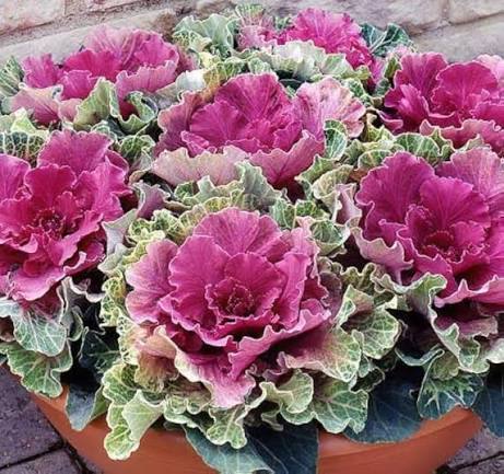 Fringed Leaved Mixed Ornamental Kale seeds for planting