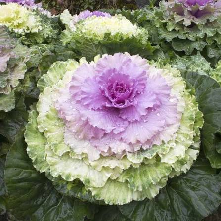 Round Leaved Mixed Ornamental Kale seeds for planting