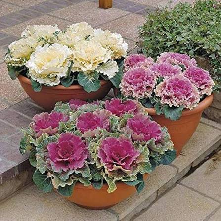 Fringed Leaved Mixed Ornamental Kale seeds for planting