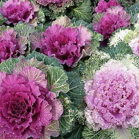 Round Leaved Mixed Ornamental Kale seeds for planting