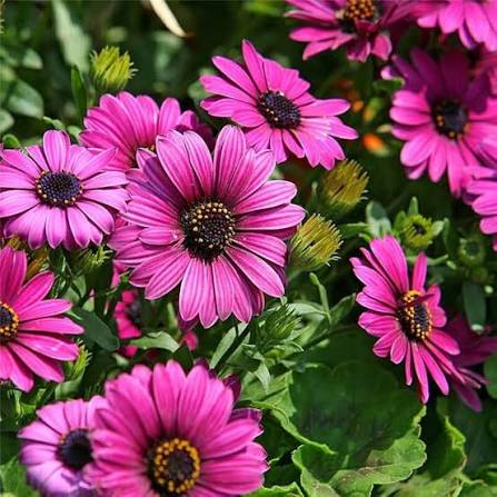 Osteospermum Ecklonis Mixed African Daisy seeds for planting