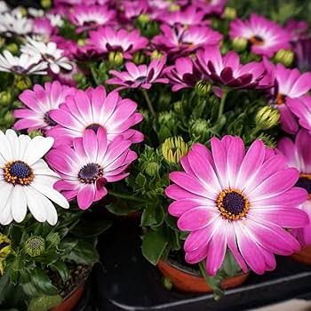 Osteospermum Ecklonis Mixed African Daisy seeds for planting