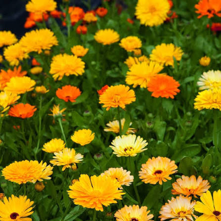 Calendula officinalis Pacific Beauty Mixed Pot Marigold flower seeds