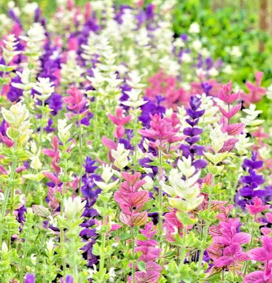 Painted Sage Salvia Horminum White Mist flower seeds with elegant white bracts