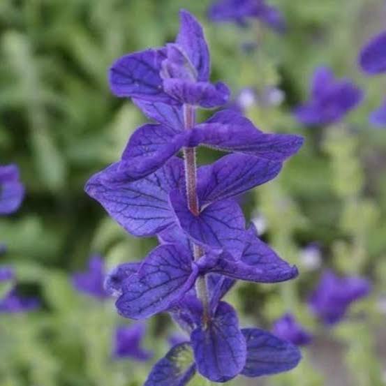 Painted Sage Salvia Horminum Blue Monday flower seeds with striking blue bracts