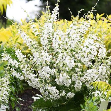 Painted Sage Salvia Horminum White Mist flower seeds with elegant white bracts