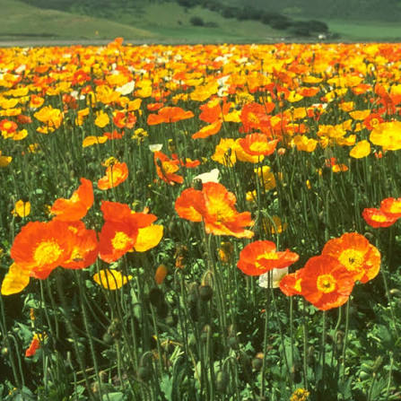 Papaver Nudicaule Iceland Mixed Poppy flower seeds for planting