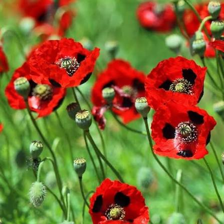 Papaver Rhoeas Shirley Single Red Corn Poppy flower seeds for planting