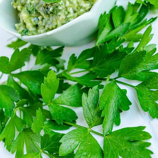Parsley Gigante D'Italia flat leaf herb microgreen seeds for growing fresh Italian parsley