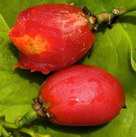 Peanut Butter Fruit Seeds tropical garden variety for home planting